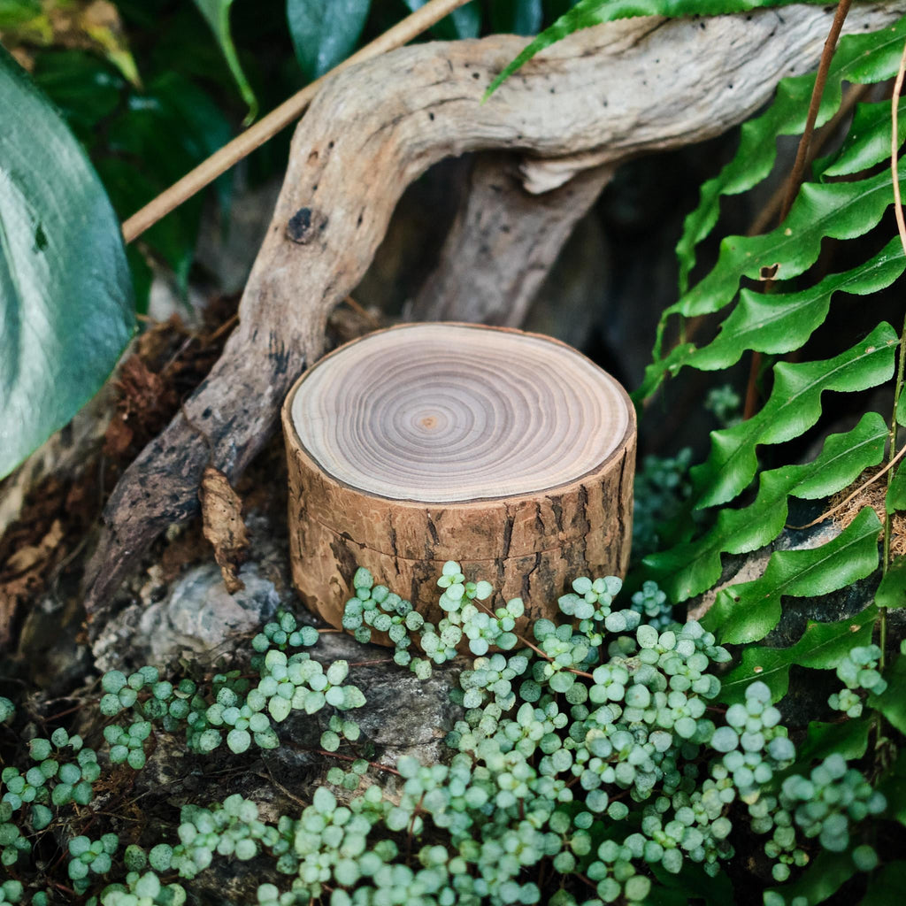 Rustic Wooden Bark Pet Memorial Box | Natural Tree Slice Ashes Urn | Keepsake Memory Trunk Box for Dog Cat Remembrance Gift | Jewellery Pot