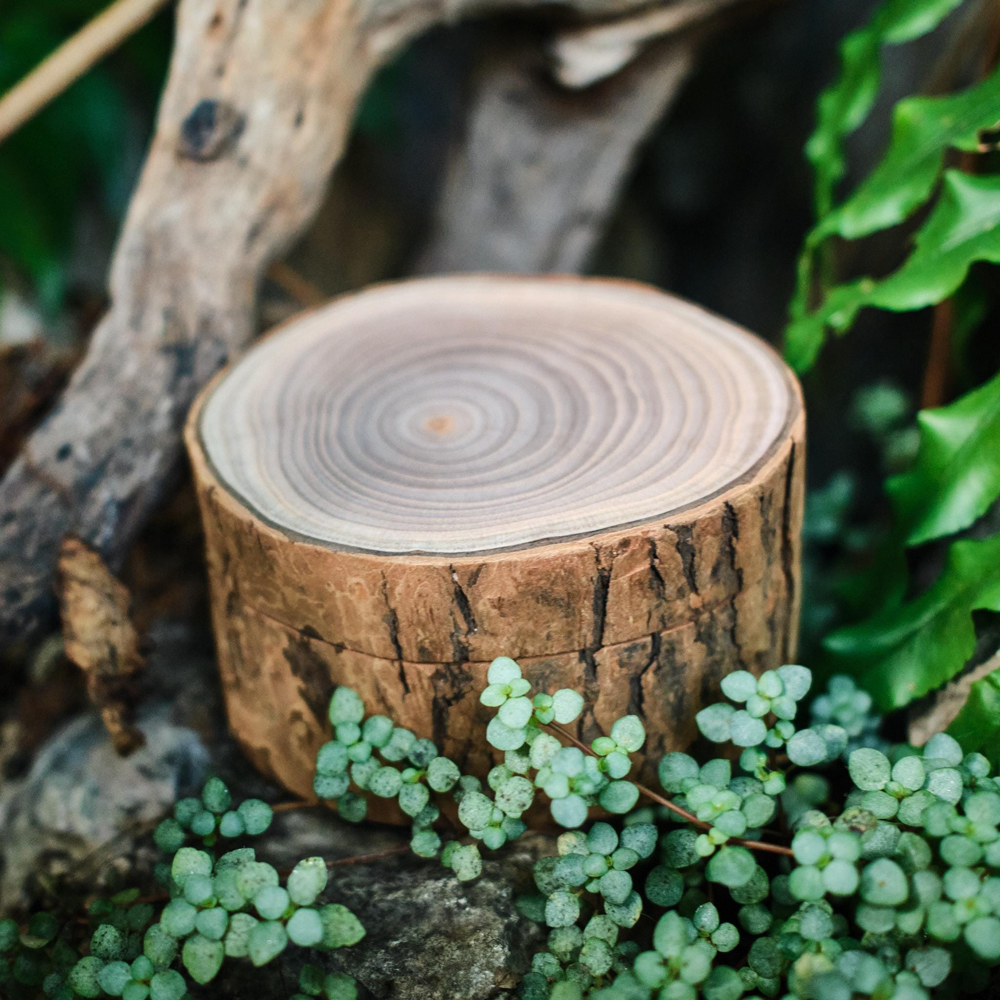 Rustic Wooden Bark Pet Memorial Box | Natural Tree Slice Ashes Urn | Keepsake Memory Trunk Box for Dog Cat Remembrance Gift | Jewellery Pot