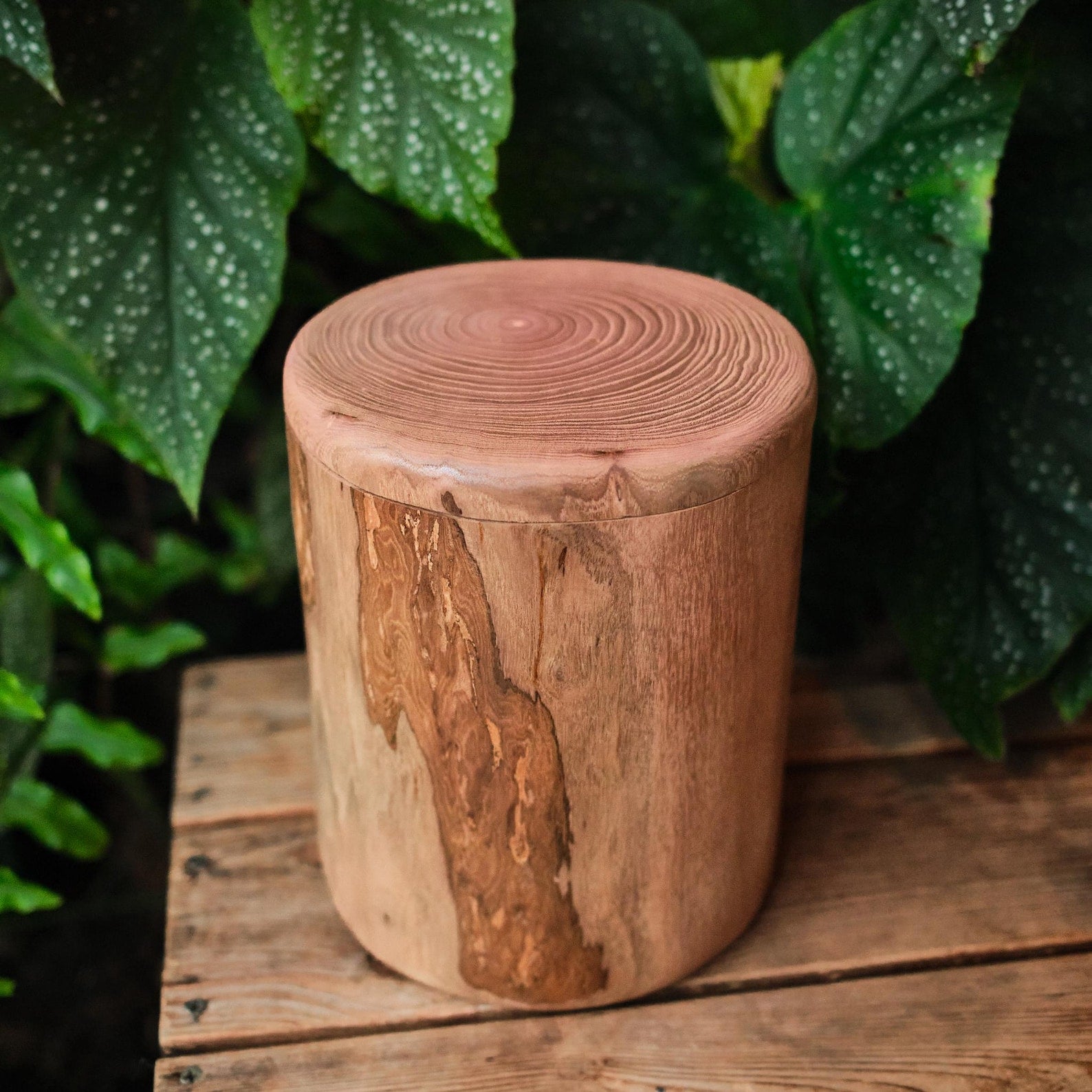 Handcrafted Natural Wooden Pet Urn for Medium and Large Dogs, Eco-Friendly Rustic Ashes Jar with Tree Rings, Organic Memorial Keepsake Gift